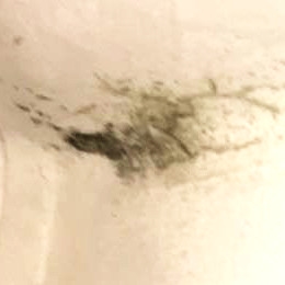 muffa vicino cassonetto